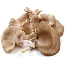 Champiñon ostra  (kilo)