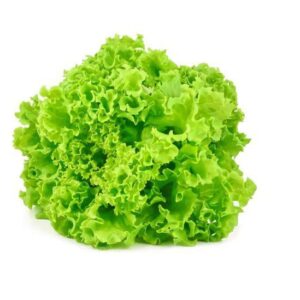 Lechuga hidropónica (und)