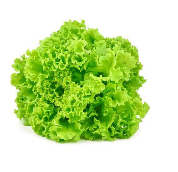 Lechuga hidropónica (und)
