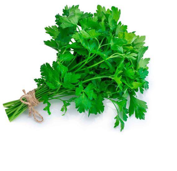 Cilantro (paquete)