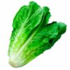 Lechuga costina (larga)