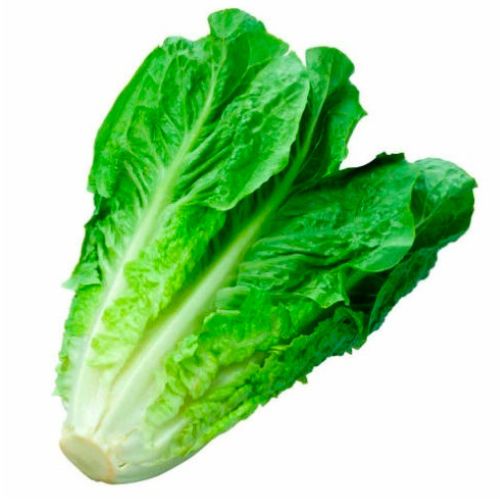 Lechuga costina (larga)