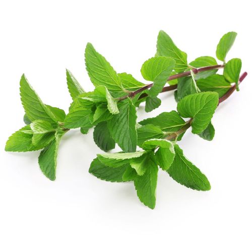 MENTA Menta fresca